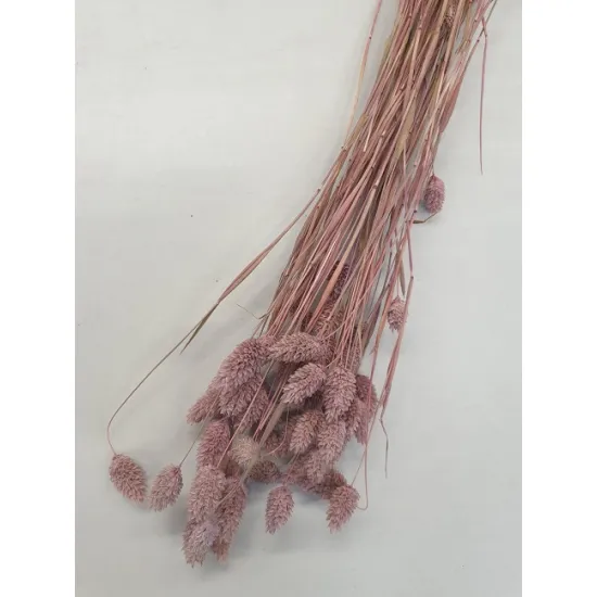 Phalaris rose vieux +/-100gr