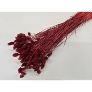 Phalaris bordeaux +/-100gr