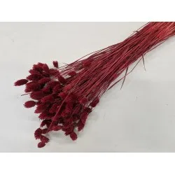 Phalaris burgundy +/-100gr