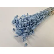 Phalaris lavendel +/-100gr