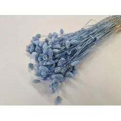 Phalaris lavender +/-100gr