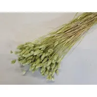 Phalaris vert clair +/-100gr