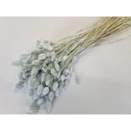 Phalaris meadow mist +/-100gr