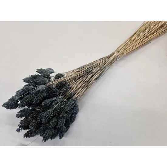 Phalaris mousse gris +/-100gr