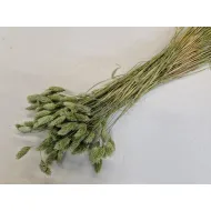 Phalaris titanite green +/-100gr