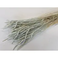 Phleum pratensis meadow mist +/-75gr