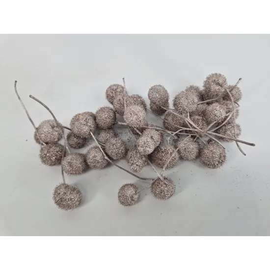Plataanbollen champagne 1/2