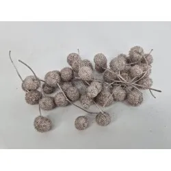 Plataanbollen champagne