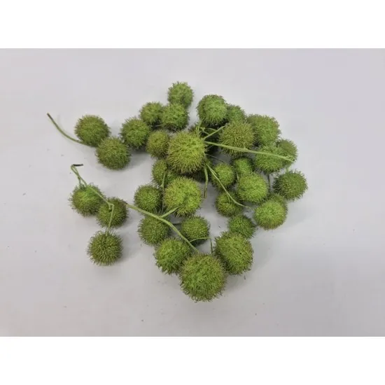 Fruit du platane lime green