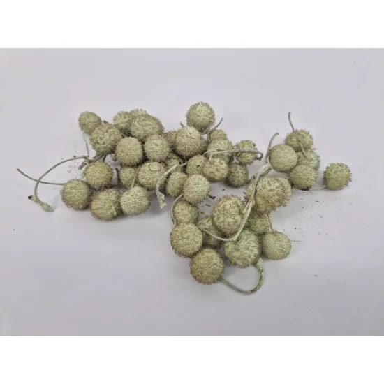 Plataanbollen munt