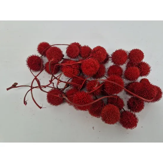 Plane tree bulbs red 1/2