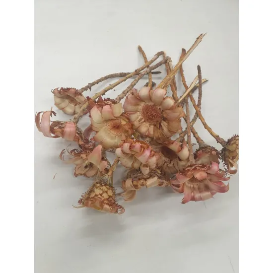 Protea nerifolia head roze 15st
