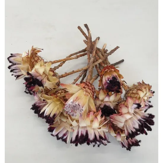 Protea nerifolia naturel 15st