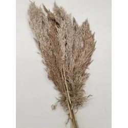 Pampas nal naturel 40-65cm 10pcs