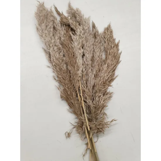 Pampas nal naturel 40-65cm 10pcs