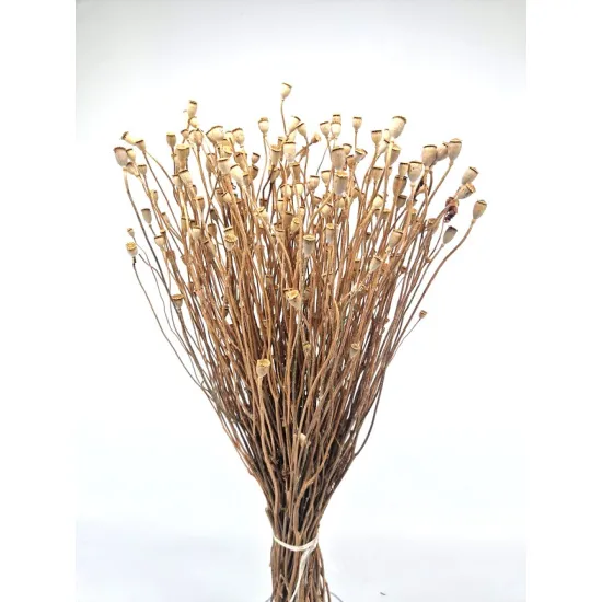 Pavot mini naturel