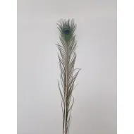 Pauweveer 80-100cm naturel 1st