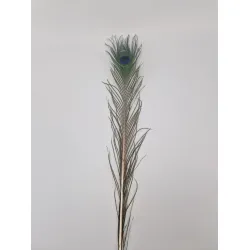 Plume de paon 80-100cm naturel 1pc