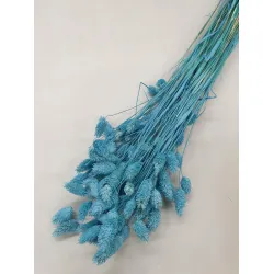 Phalaris aquamarine +/-100gr
