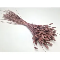 Phalaris elderberry +/-100gr