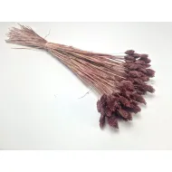 Phalaris elderberry +/-100gr