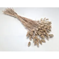 Phalaris mud +/-100gr