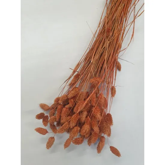Phalaris terracotta +/-100gr