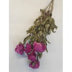 Pioenen donker roze naturel