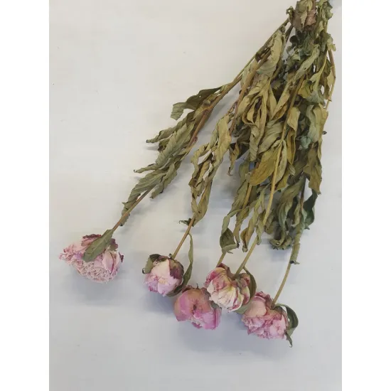 Pioenen licht roze naturel