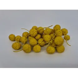 Plataanbollen geel