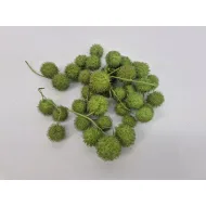 Plane tree bulbs lime green