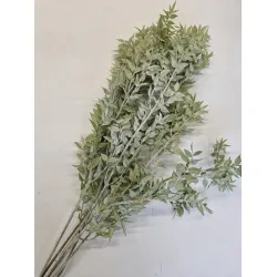 Ruscus frosted ice green  +/-200gr 