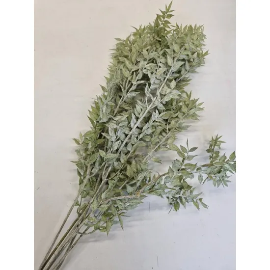 Ruscus frosted ice green +/-200gr