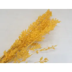Ruscus yellow +/-200gr