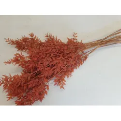 Ruscus gebleekt +/-200gr 