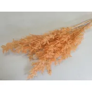 Ruscus melone +/-200gr