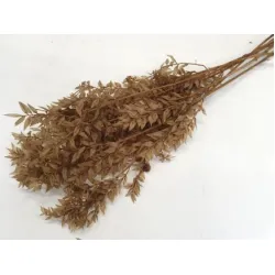 Ruscus sahara +/-200gr