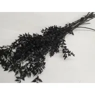 Ruscus zwart +/-200gr