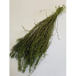 Salicornia groen