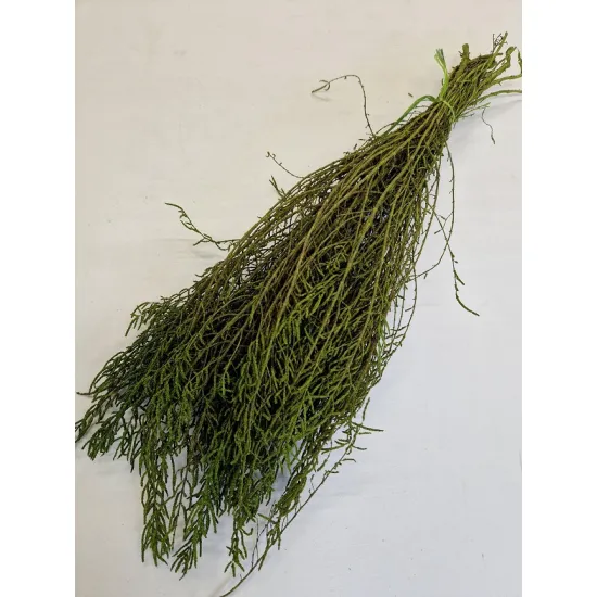 Salicornia vert