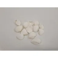 Shells arca arca +/-150gr