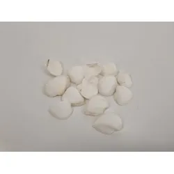 Coquilles arca arca +/-150gr