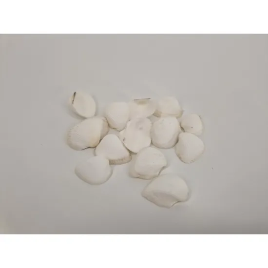Shells arca arca +/-150gr