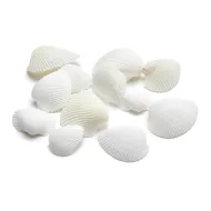 Coquilles arca arca +/- 1kg