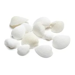 Coquilles arca arca +/- 1kg