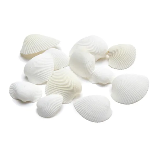 Shells arca arca +/- 1kg