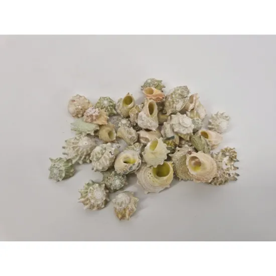 Shells astrea calcar 1kg