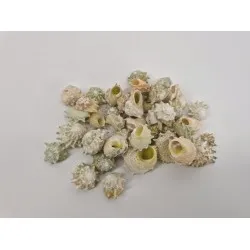 Coquilles astrea calcar +/-150gr