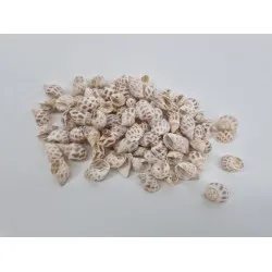 Coquilles babylonica +/-150gr