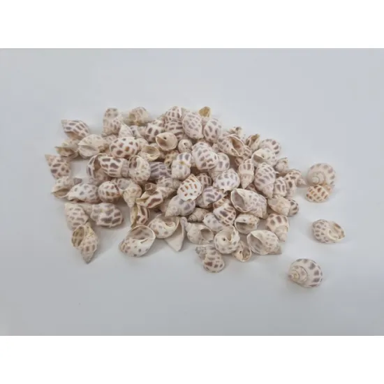 Shells babylonica +/-150gr